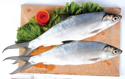 [Test Post] Mesin Presto Bandeng