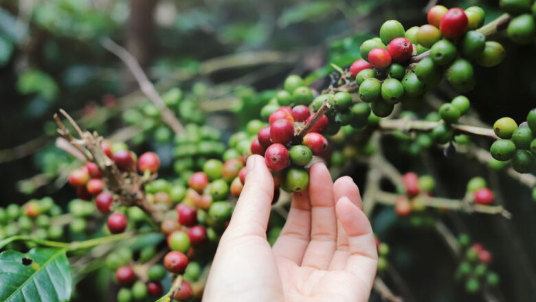 Kisah – UMKM Kopi Jombang Tembus Pasar Ekspor