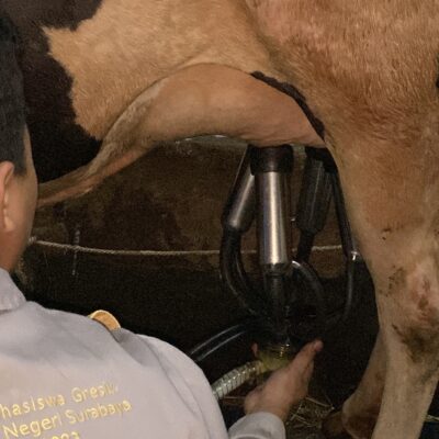 Tingkatkan Produktivitas Sapi Perah melalui Mesin Pemeras Susu Otomatis