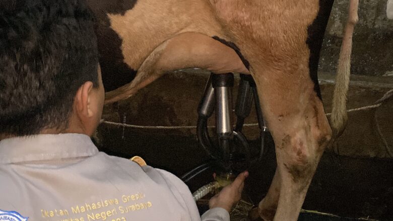 Tingkatkan Produktivitas Sapi Perah melalui Mesin Pemeras Susu Otomatis